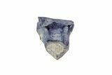 Ankylosaur Tooth - Montana #67809-2